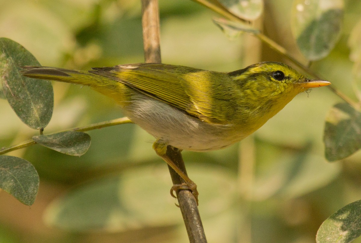 Yellow-vented Warbler - ML184691801