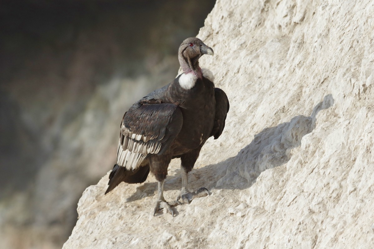 Andean Condor - Thibaud Aronson