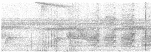 Weißflanken-Ameisenschlüpfer (luctuosa) - ML184692871