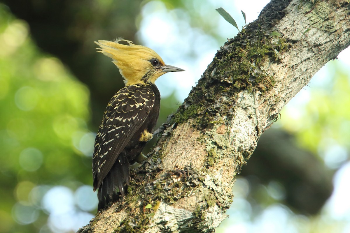 Blond-crested Woodpecker - ML184695551