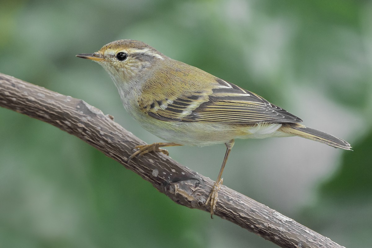 Yellow-browed Warbler - Natthaphat Chotjuckdikul