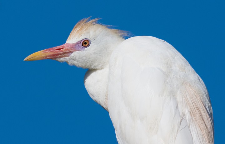Western Cattle Egret - Bill Hubick