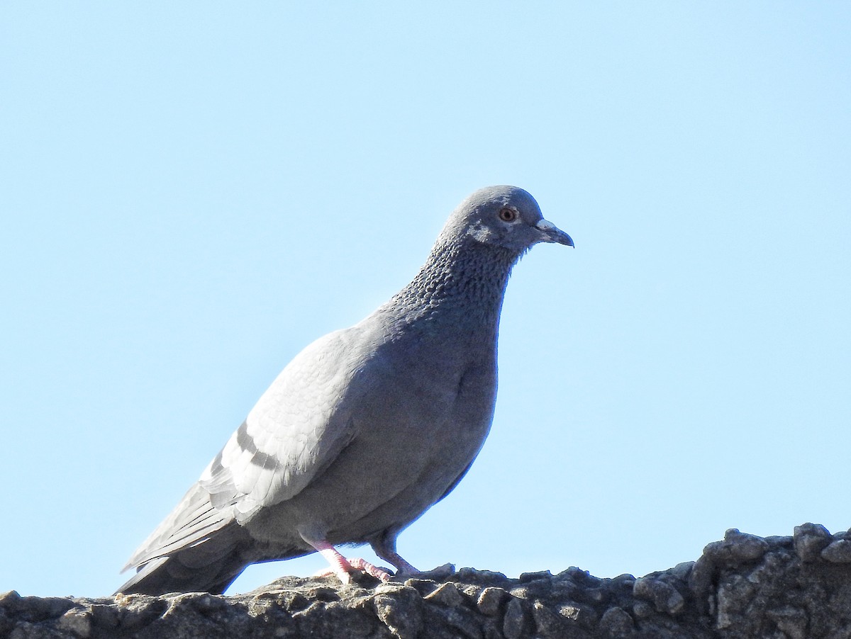 Rock Pigeon (Feral Pigeon) - Sukhwant S Raj