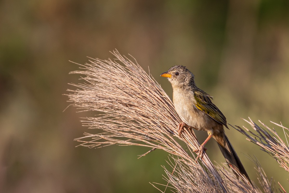 Wedge-tailed Grass-Finch - Eden Fontes
