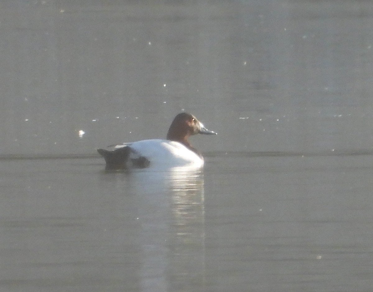 Canvasback - Pair of Wing-Nuts