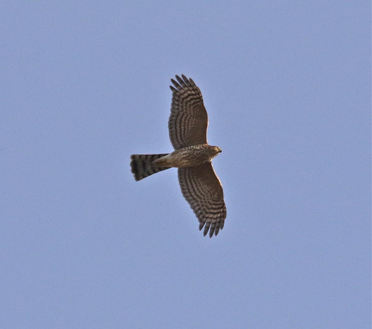 Sharp-shinned Hawk - Pair of Wing-Nuts