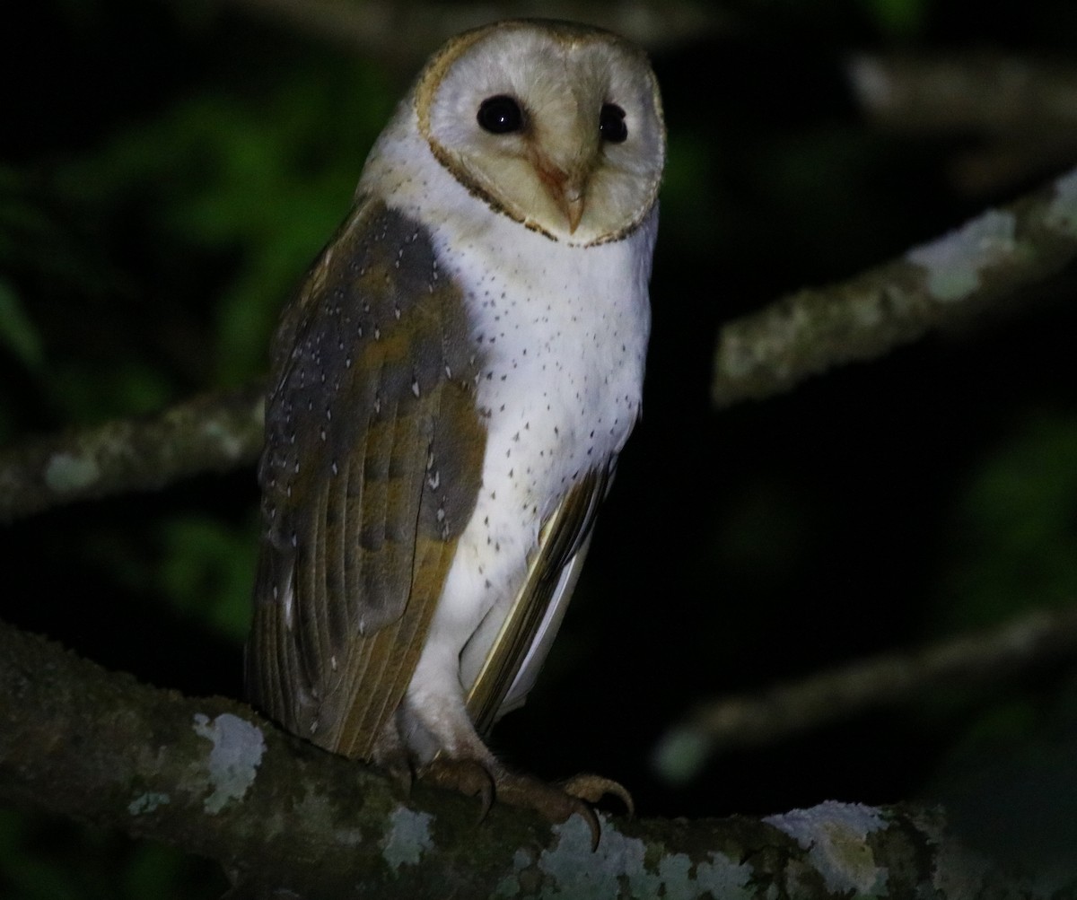 Barn Owl - Bhaarat Vyas