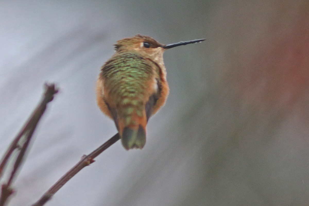 Rufous Hummingbird - Leland Shaum
