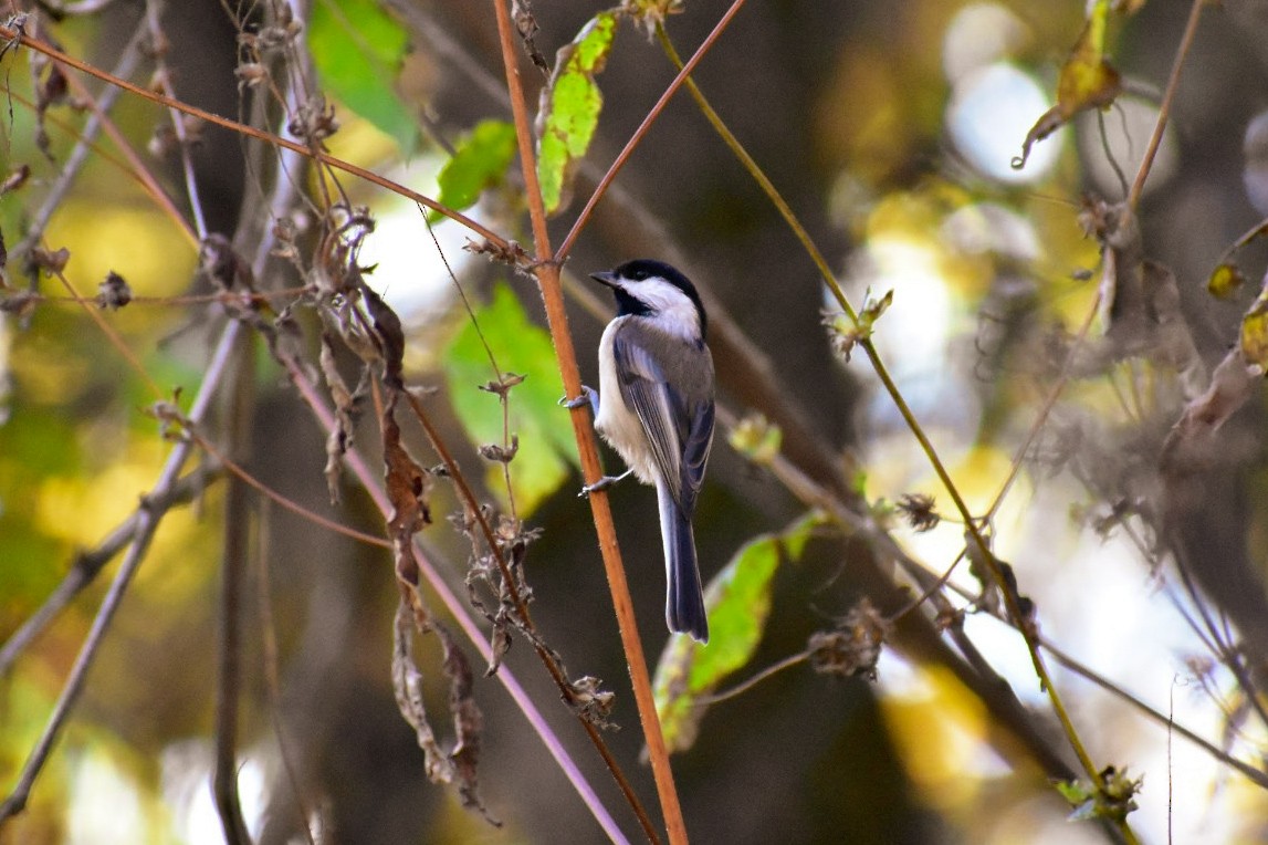 Black-capped Chickadee - Rebekah Holtsclaw