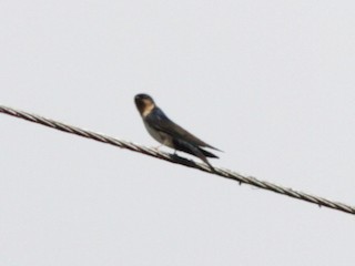  - Pale-footed Swallow