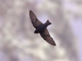  - Pale-footed Swallow