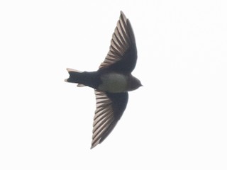 - Pale-footed Swallow