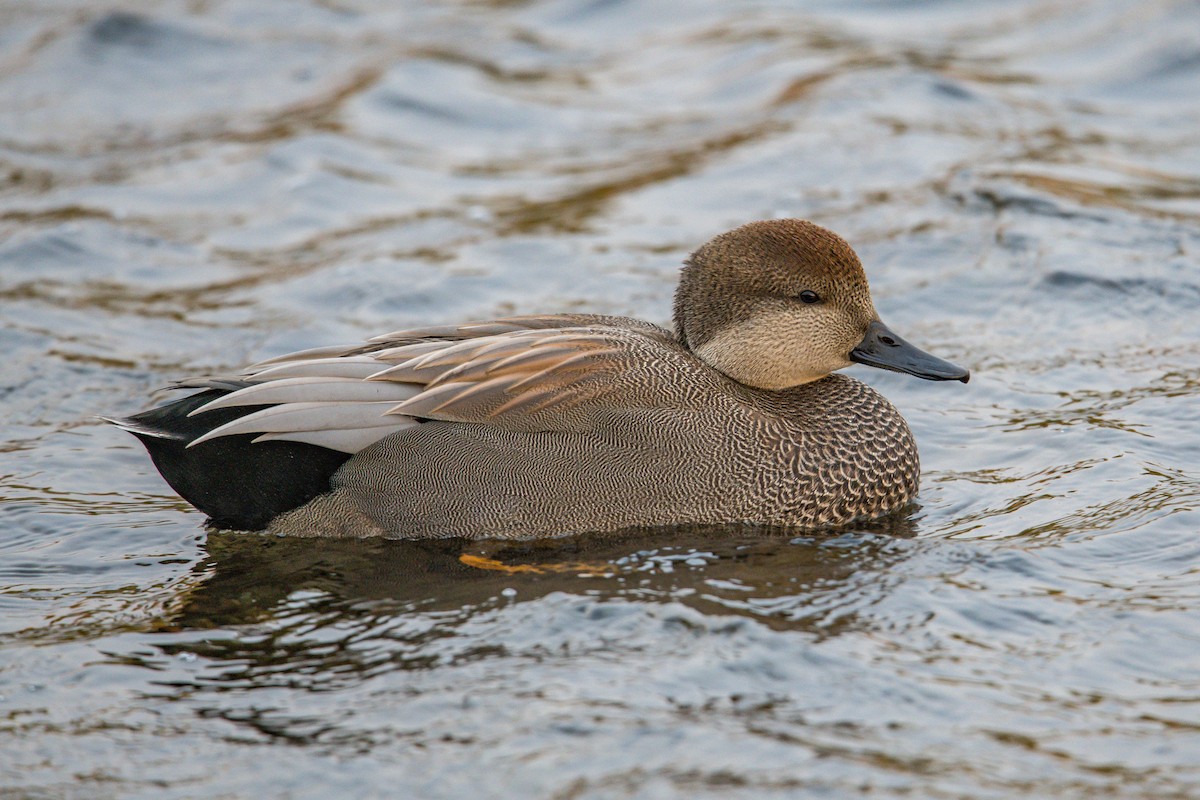 Win a free spot in the Cornell Lab's waterfowl identification course