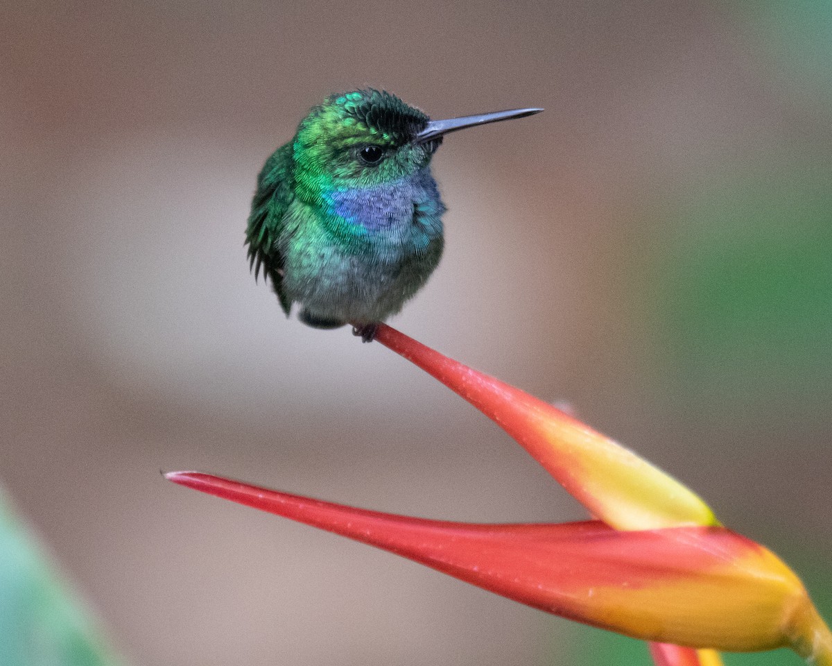 Blue-chested Hummingbird - Peter Ceren
