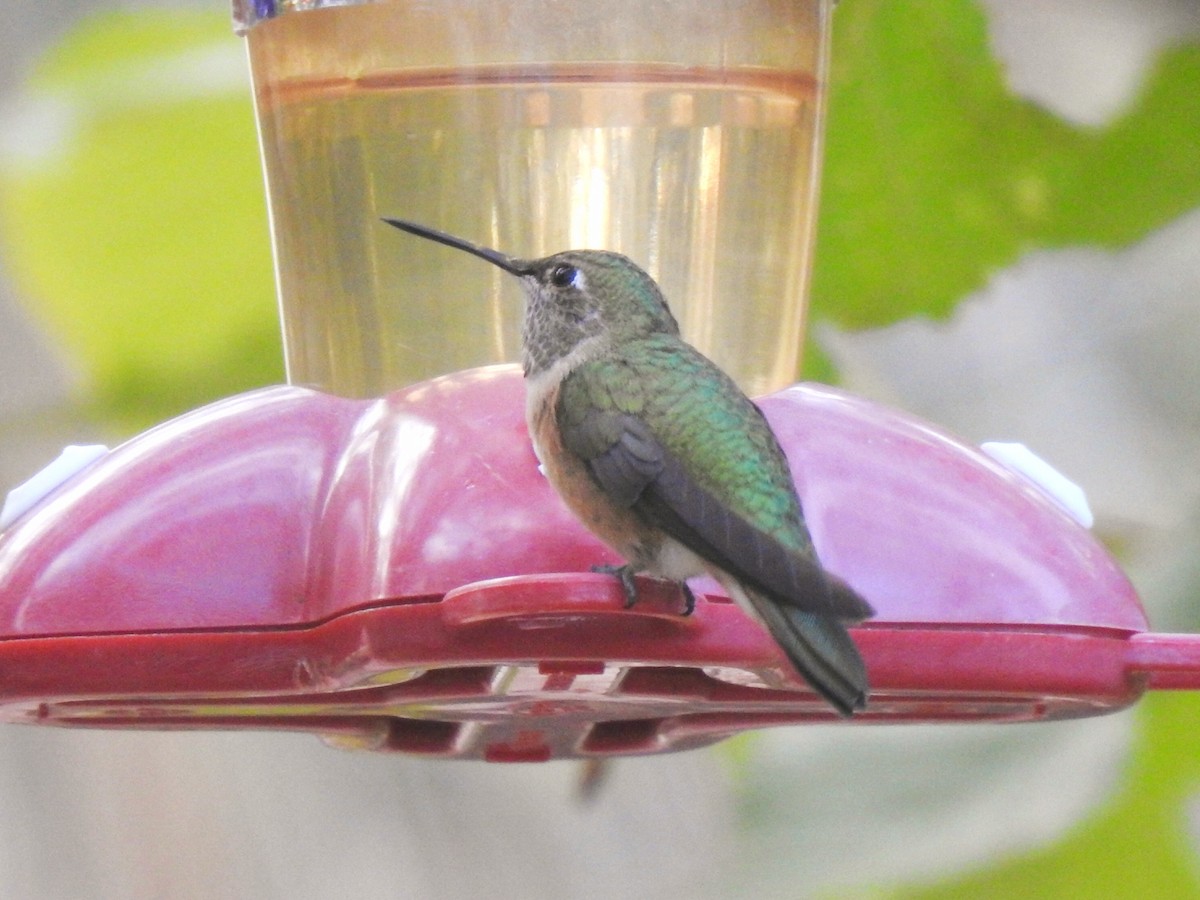 Broad-tailed Hummingbird - Joel Gilb