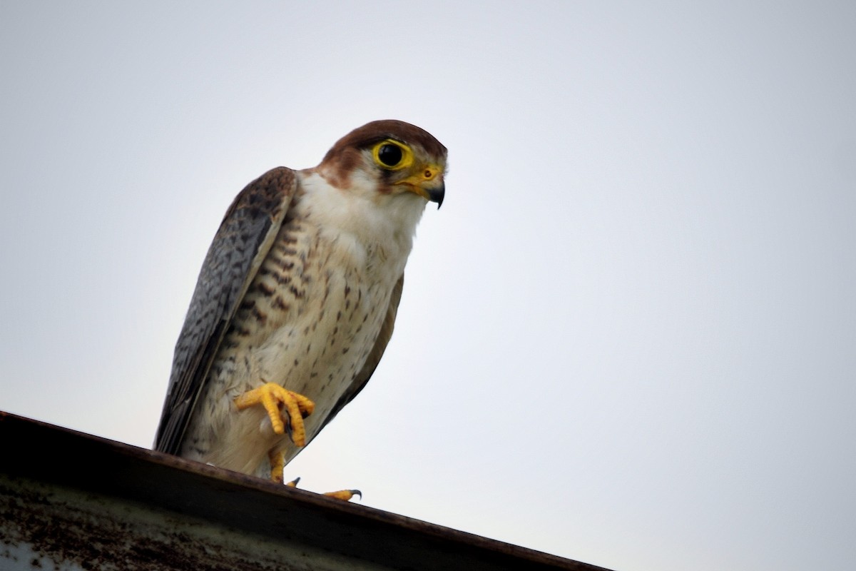 Red-necked Falcon - Magesh Ram
