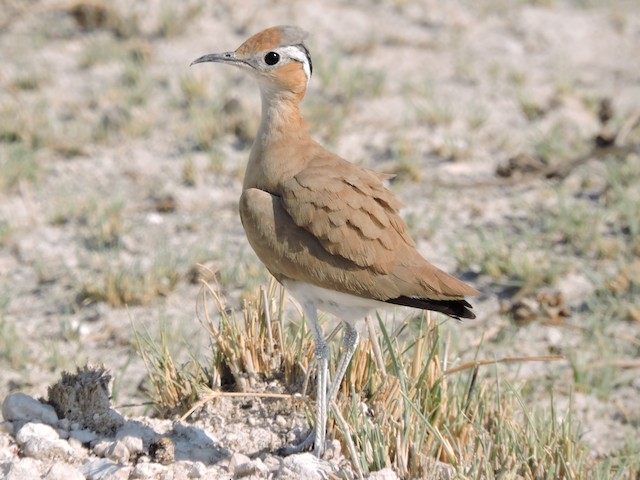 Similar species: Burchell's Courser (<em class="SciName notranslate">Cursorius rufus</em>). - Burchell's Courser - 