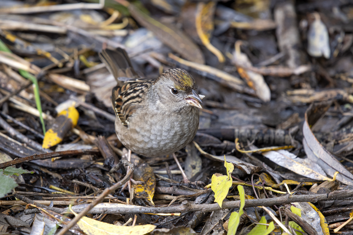 Golden-crowned Sparrow - ML184722831