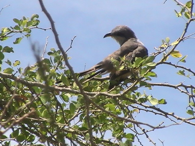 Mangrove Cuckoo - Anahy Marcano