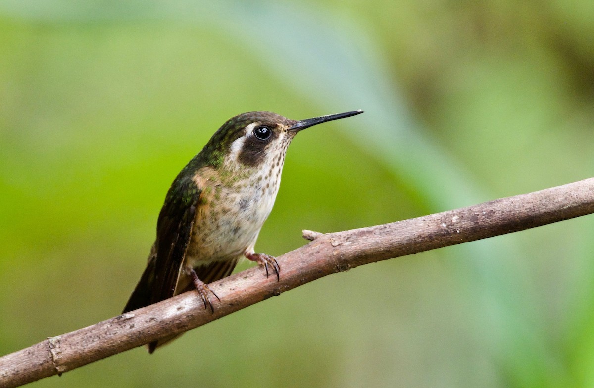 Speckled Hummingbird - ML184725541