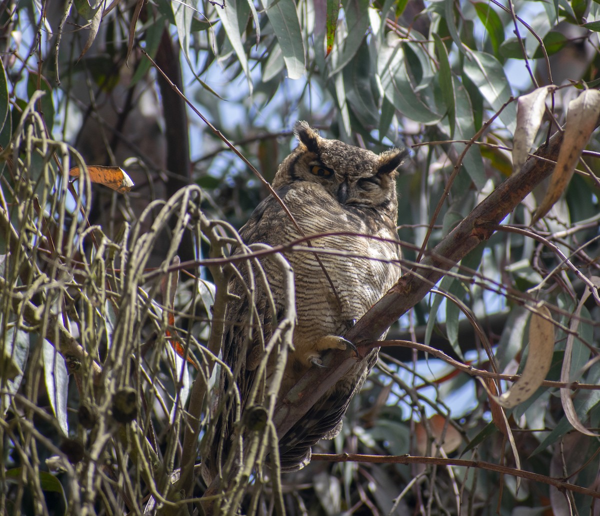 Lesser Horned Owl - ML184731761
