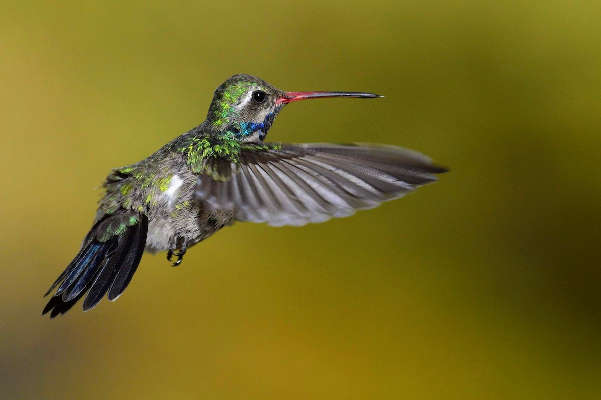 Broad-billed Hummingbird - David de Rivera Tønnessen