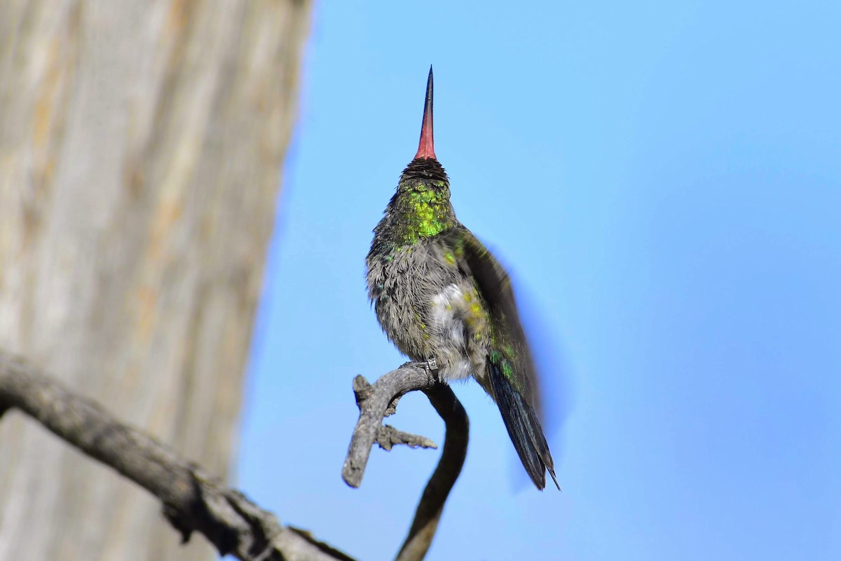 Broad-billed Hummingbird - ML184734611