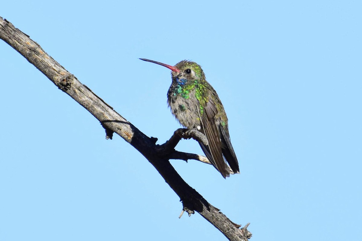 Broad-billed Hummingbird - ML184734661