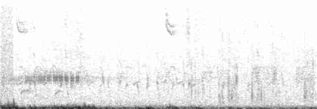 potápka bělolící - ML184735971