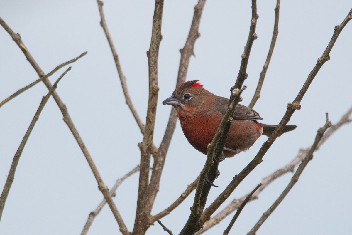 Red-crested Finch - ML184739621