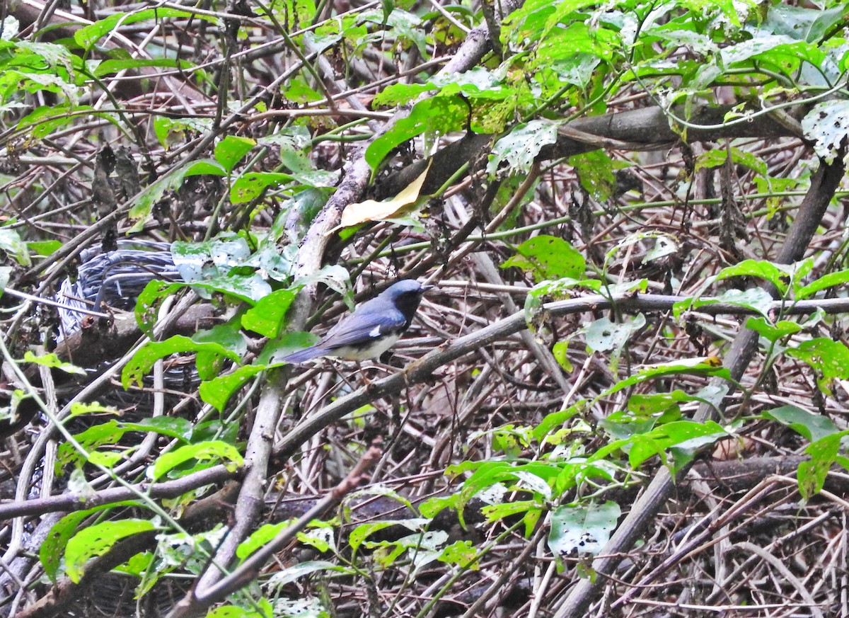 Black-throated Blue Warbler - ML184740951