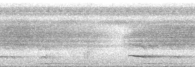 Slaty-breasted Tinamou - ML184741