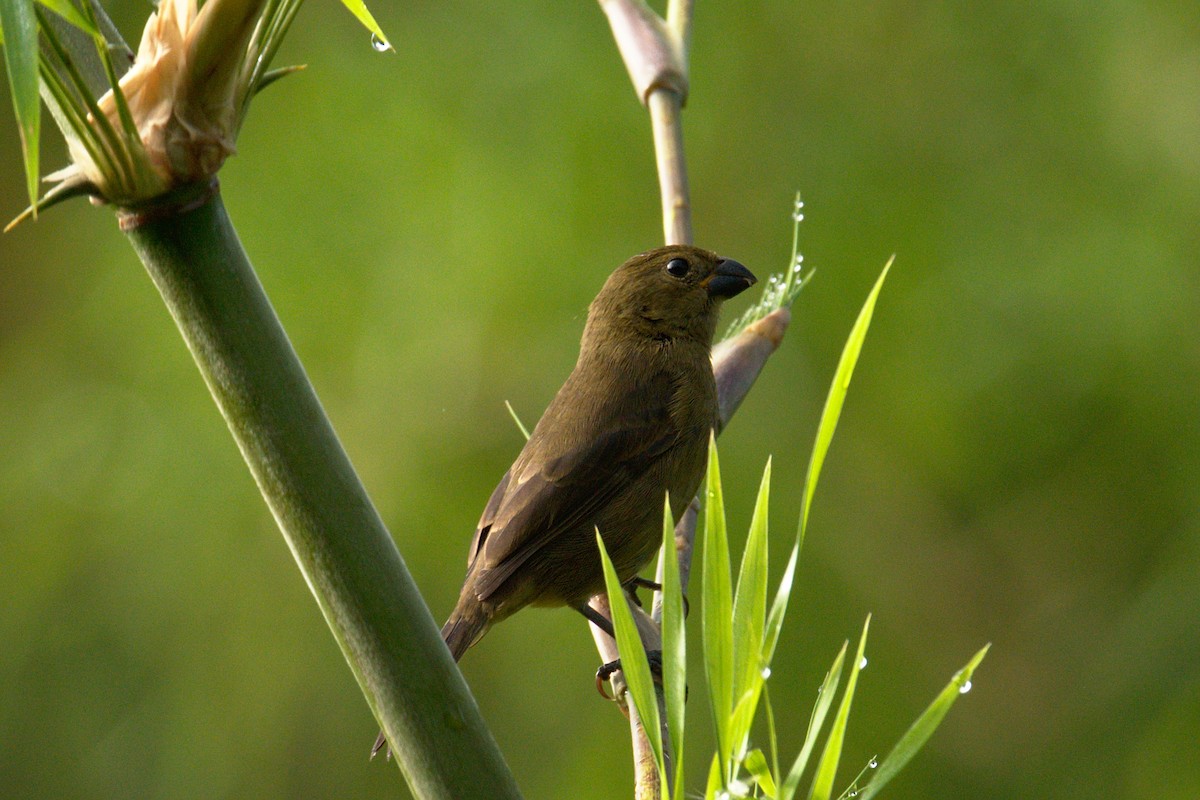 Variable Seedeater - ML184742071
