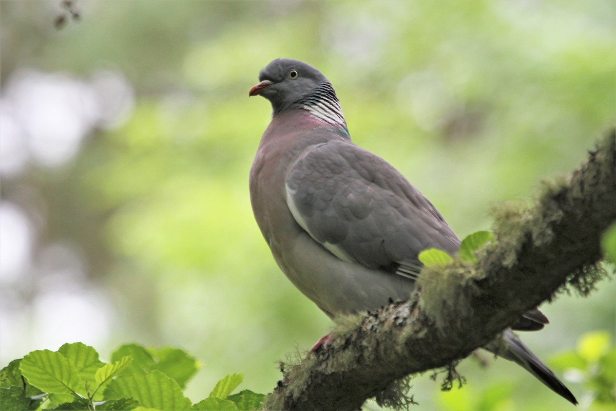 Common Wood-Pigeon - ML184742081