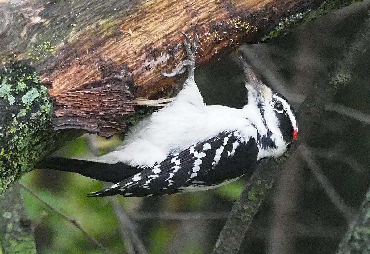 Hairy Woodpecker - ML184744061
