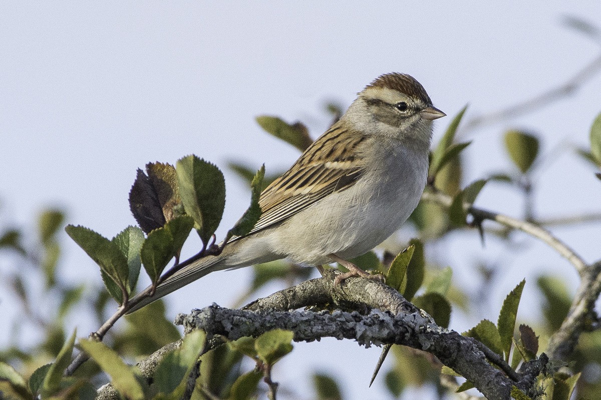 Chipping Sparrow - ML184749191