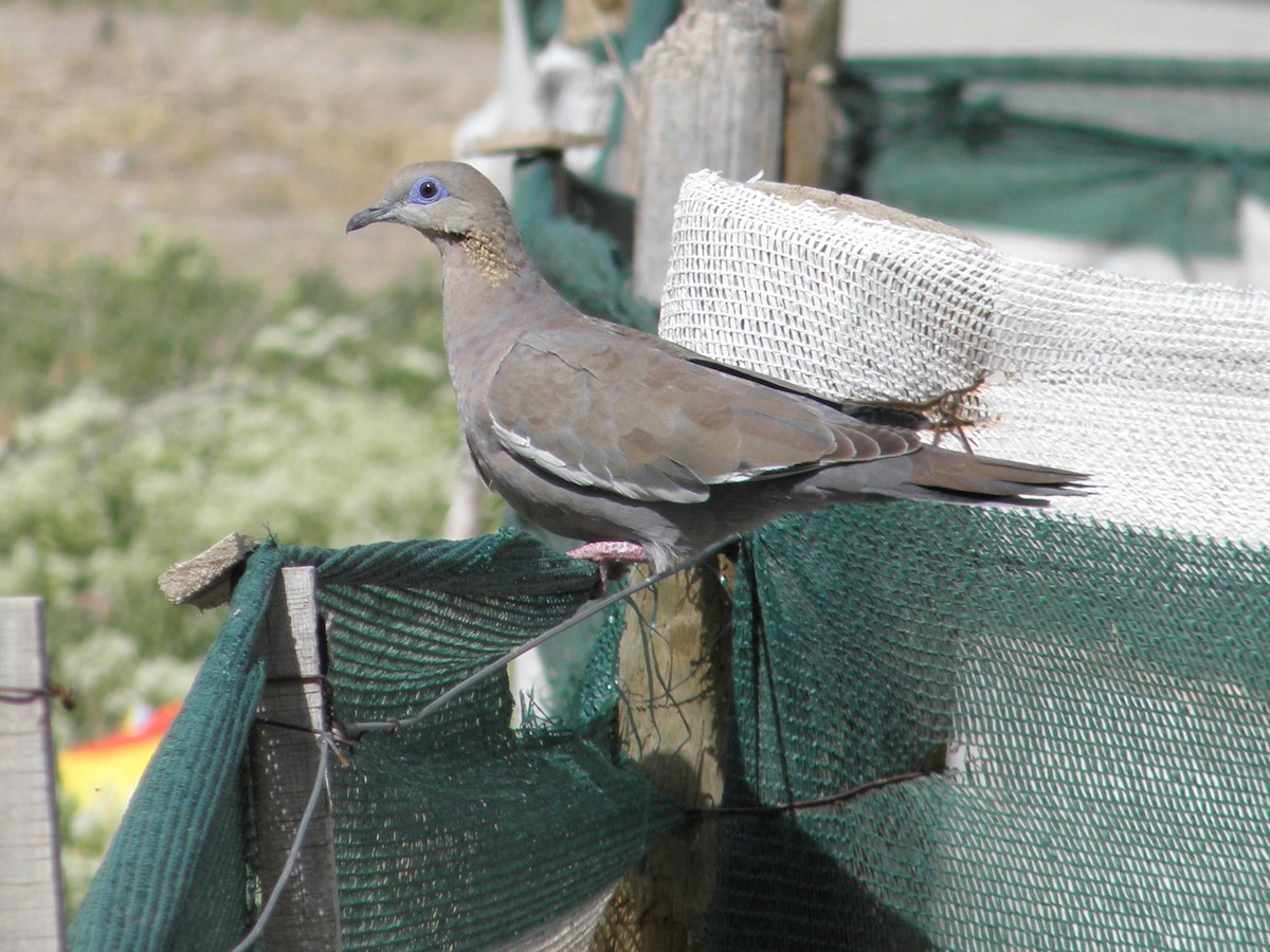 West Peruvian Dove - ML184750601