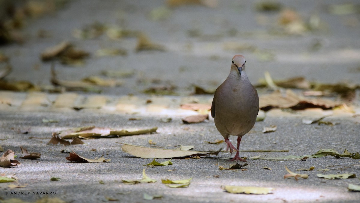 Gray-chested Dove - ML184754791