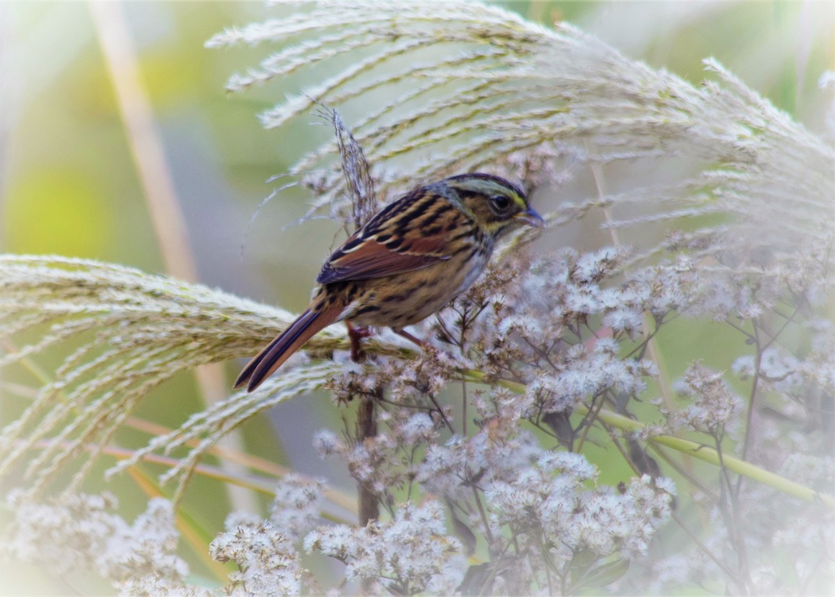 Swamp Sparrow - Anne Mytych