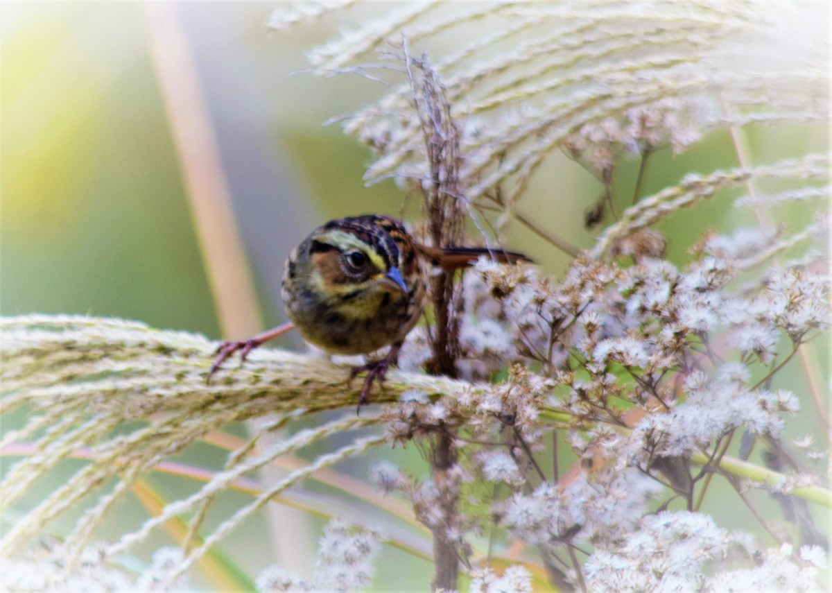 Swamp Sparrow - Anne Mytych