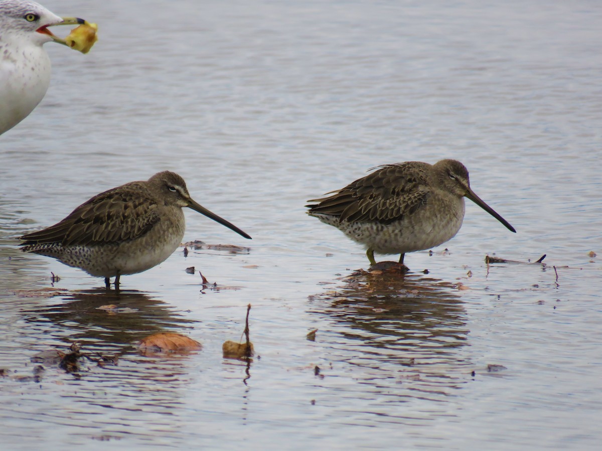 Long-billed Dowitcher - Stacy Robinson