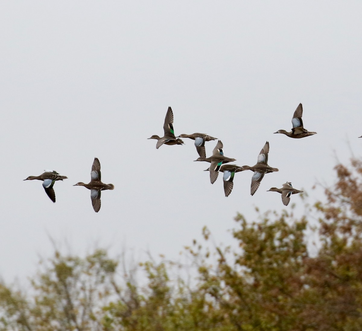 Green-winged Teal - Victor Stoll