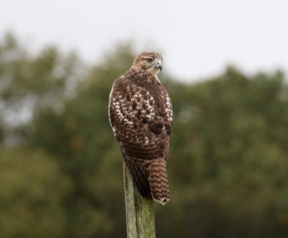 Red-tailed Hawk - ML184759411