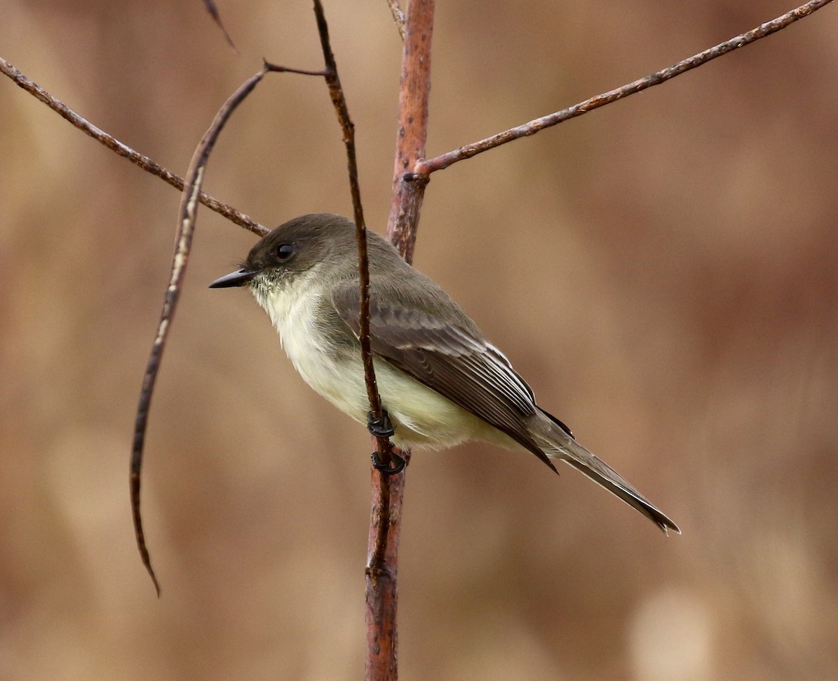 Eastern Phoebe - Victor Stoll
