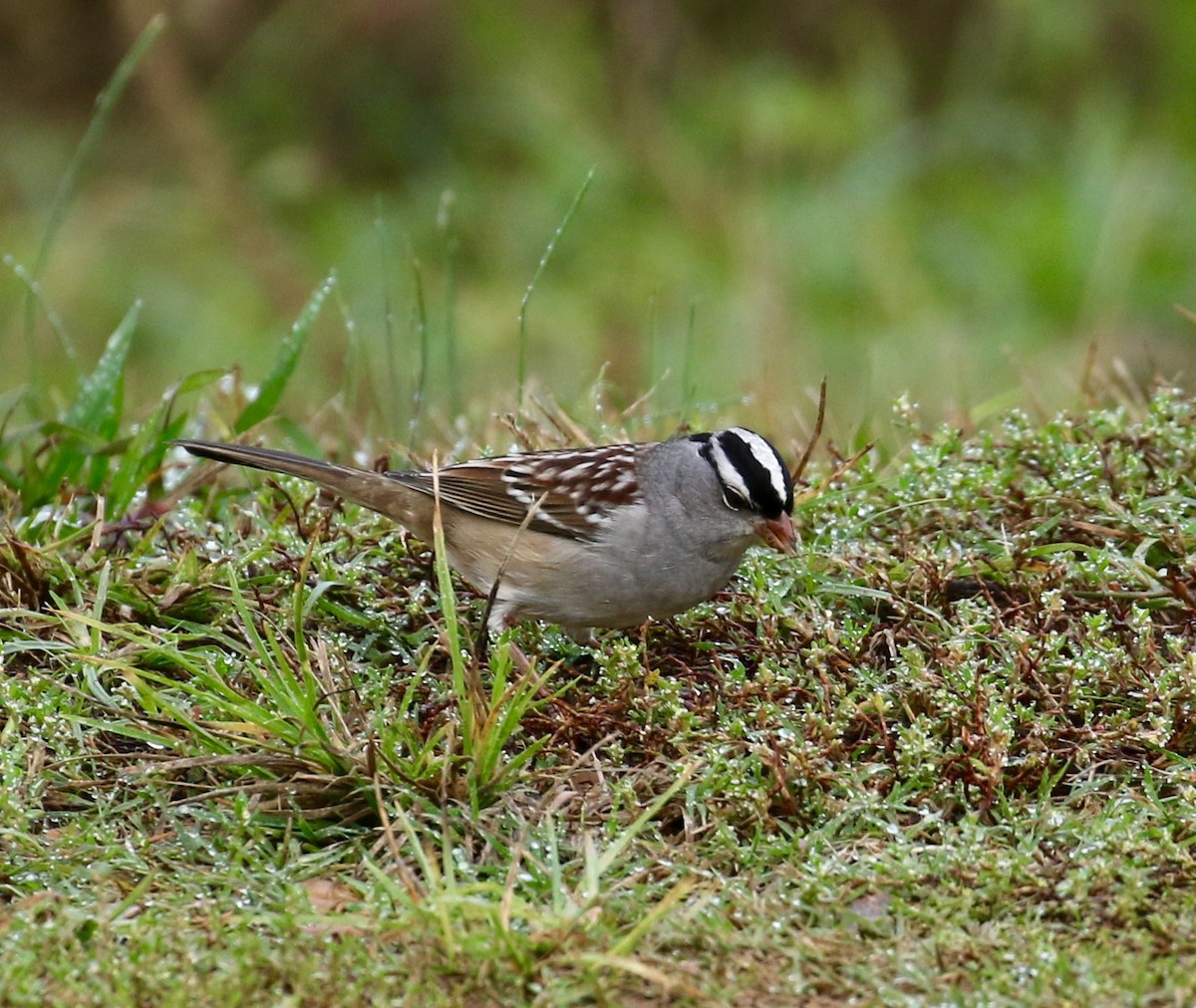 White-crowned Sparrow - ML184759741