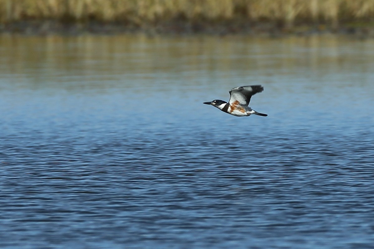 Belted Kingfisher - ML184761111