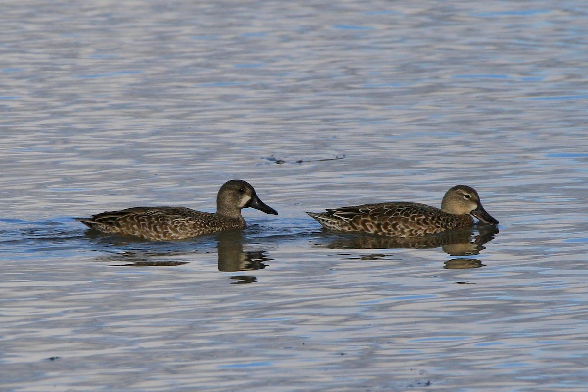 Blue-winged Teal - ML184762381