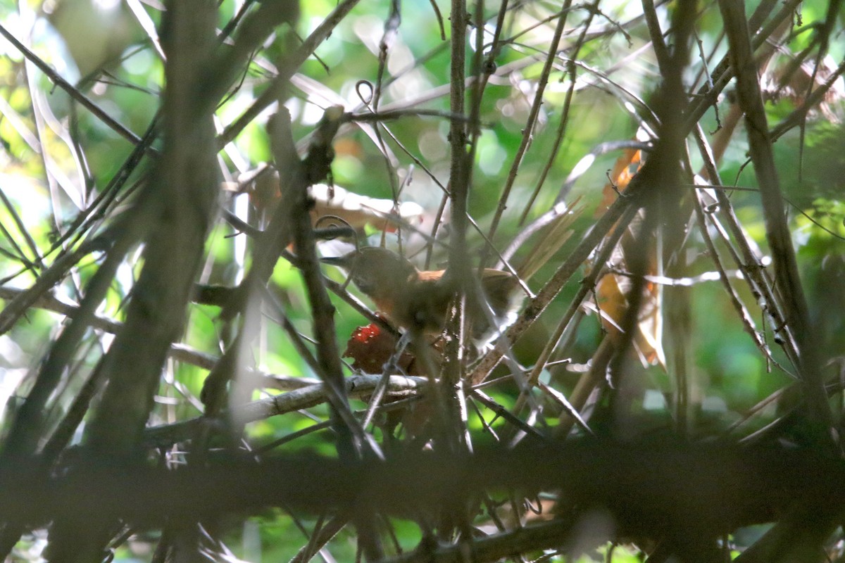 Hoary-throated Spinetail - ML184766311