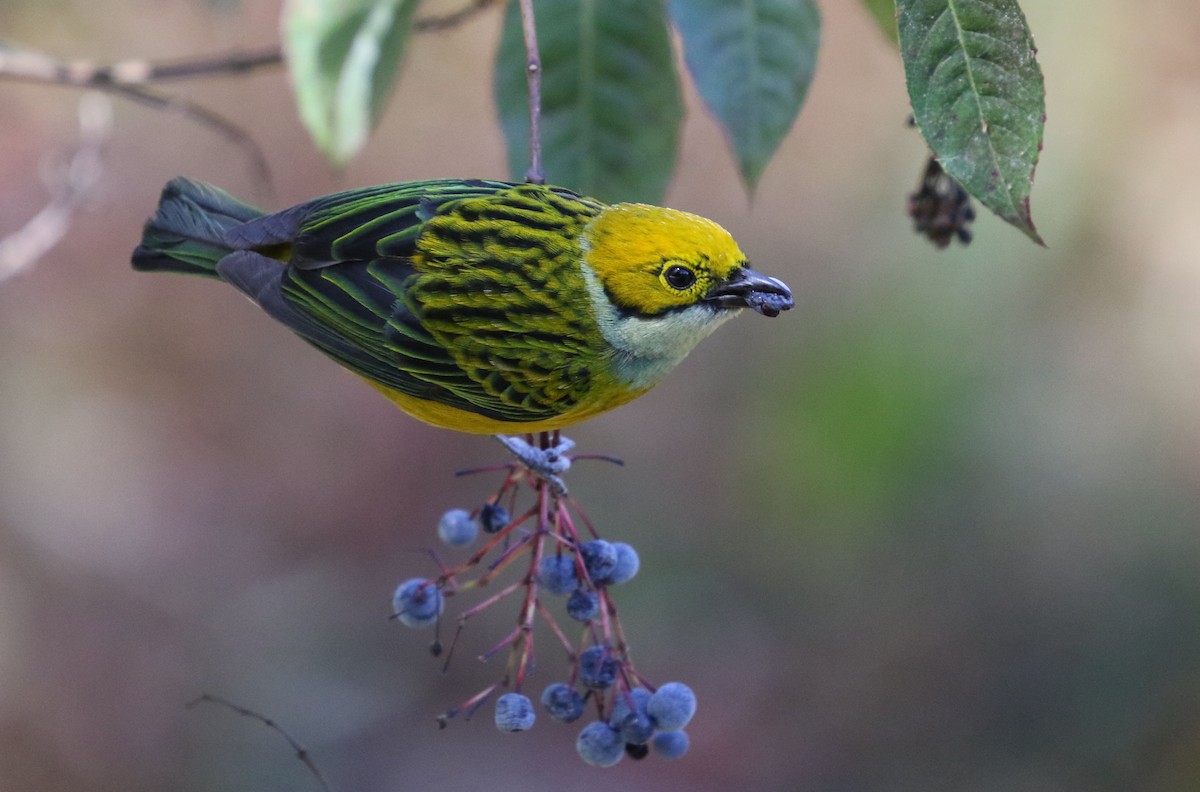Silver-throated Tanager - Tom Forwood JR