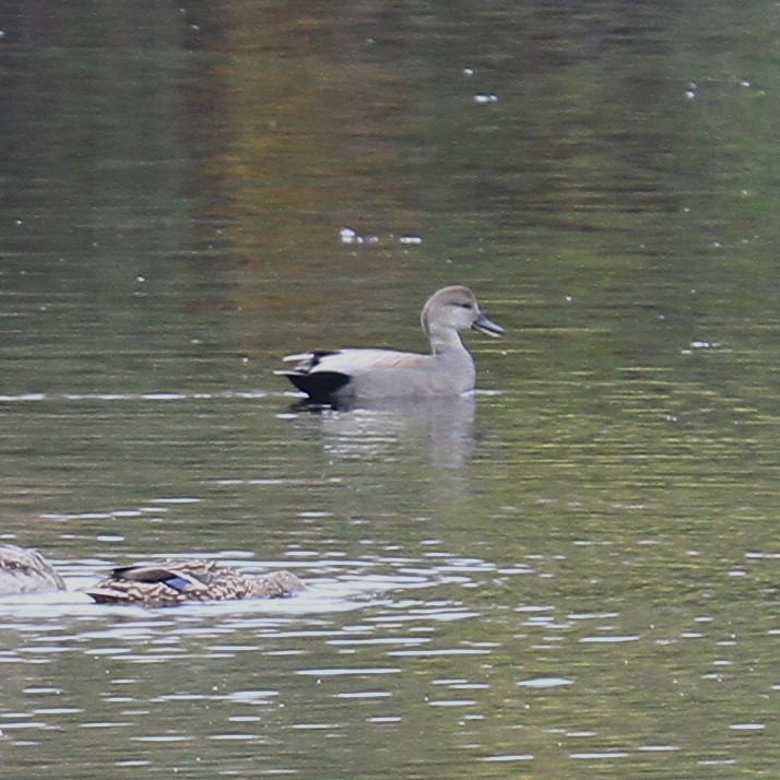 eBird Checklist - 28 Oct 2019 - Arlington Reservoir - 13 species